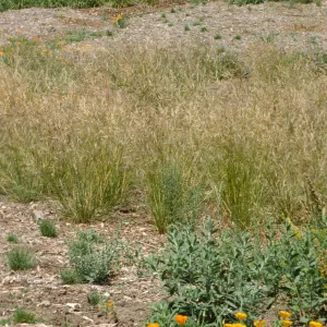 Meadow plantings