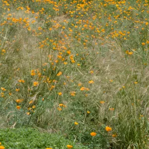 Meadow