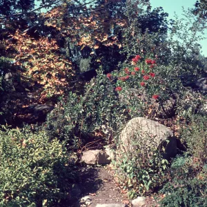 Border planting