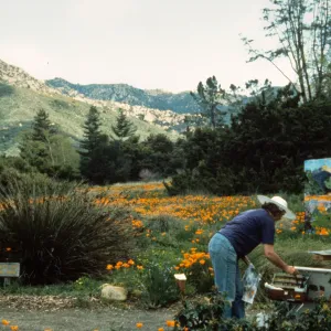artist painting in the Meadow