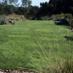Lawn, looking south