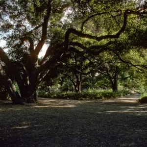 open space and pathways under the Meadow Oaks (Coastal Live Oak)