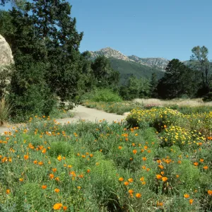 Blaksley Boulder and Meadow