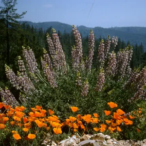 Lupine & poppies in bloom, conifer forest