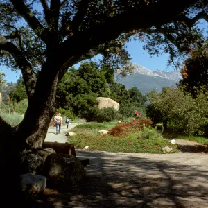 Garden and mountain view, from under the entrance oak (Coastal Live Oak)
