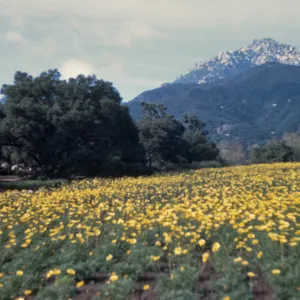 Coreopsis maritima Meadow, 1946
