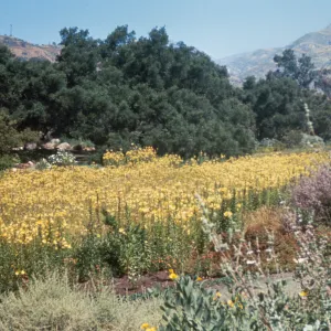 Meadow in Spring of 1965, Oenothera hookeri in bloom