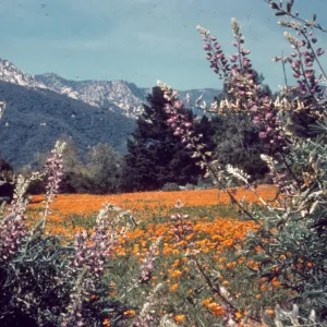 poppies in the Meadow