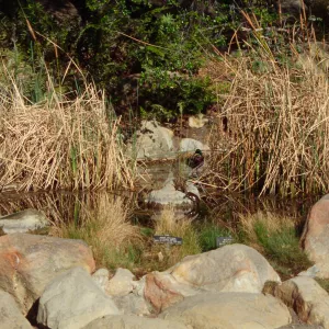SBBG Pond