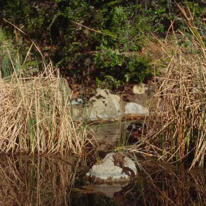 SBBG Pond