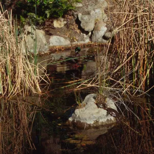SBBG Pond
