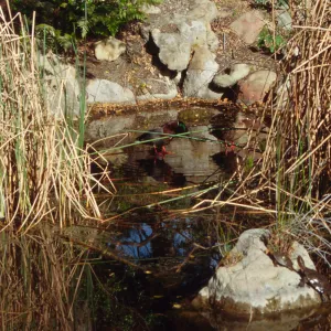 SBBG Pond, Red Eared Sliders
