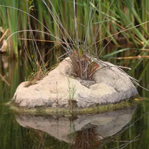 SBBG Pond
