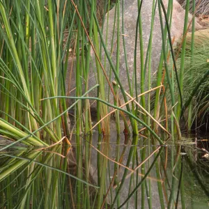 SBBG Pond