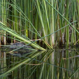 SBBG Pond