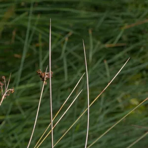 SBBG Pond, close-up of Juncus in bloom