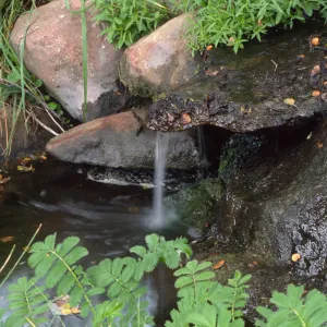 SBBG Pond, close-up