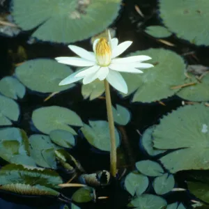 Water Lily blooming in SBBG Pond