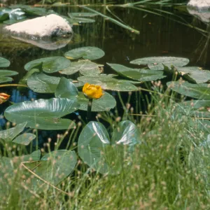 Water Lilies blooming in SBBG Pond