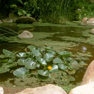 SBBG 'Garden Pool' with water lilies & azolla