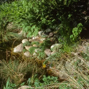 SBBG Pond