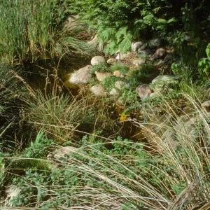 SBBG Pond