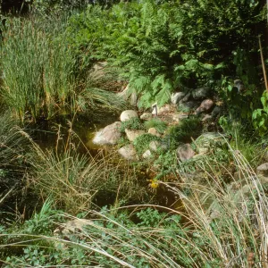 SBBG Pond
