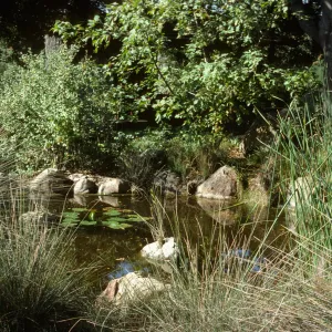 SBBG Pond