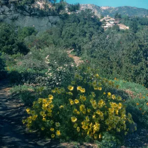 Coreopsis gigantea on the Porter Trail