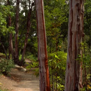 Porter Trail