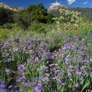 Blue-Eyed Grass Along the Porter Trail