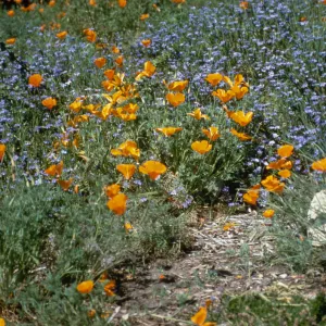 Poppie and Blue-Eyed Grass on the Porter Trail
