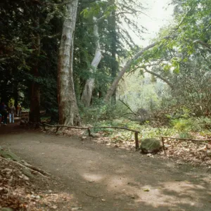 Redwood Section