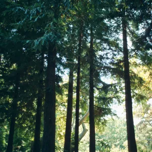 Redwood Section 
