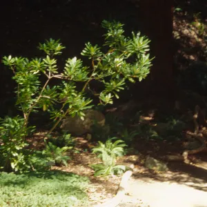 Rhododendron macrophyllum in Redwood section