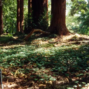 Oxalis oregana in Redwood section