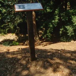 Redwood Slope Restoration Project