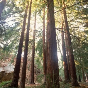 Sunlight through the redwood trees at SBBG, Redwood Section (Coast Redwood)