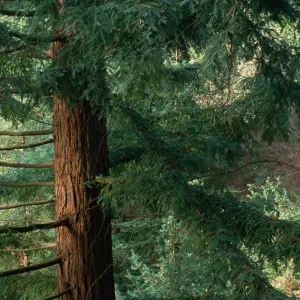 Coast Redwood in Redwood Section 