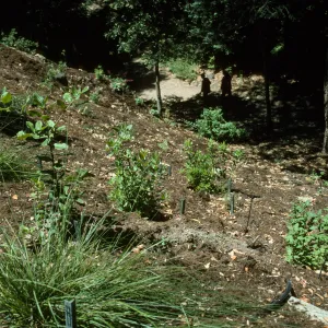 Redwood Section Slope from Above