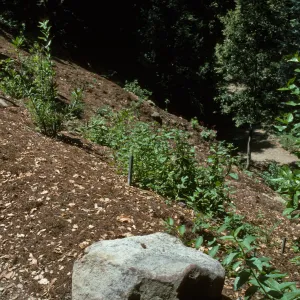 Redwood Section Slope from Above