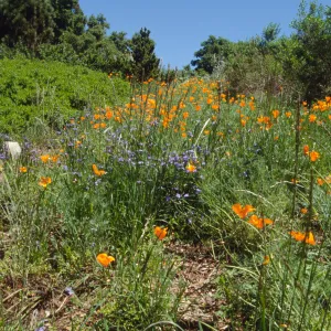 Poppies on the Porter Trail, Spring 2001