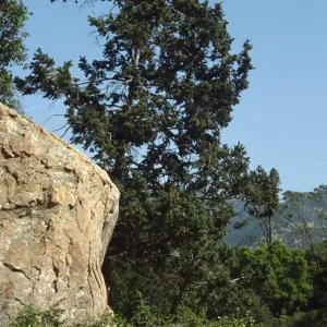 Blaksley Boulder & Douglas Fir