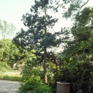 Douglas Fir in Meadow, backside of Blaksley Boulder