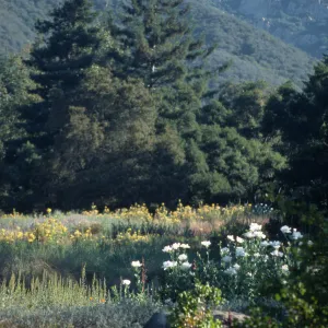Top of Meadow, Matilija Poppies and evening primrose in bloom