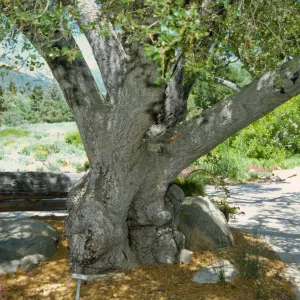 wood bench, Entrance Oak (Coastal Live Oak)