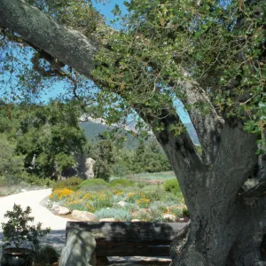 wood bench, Entrance Oak (Coastal Live Oak)
