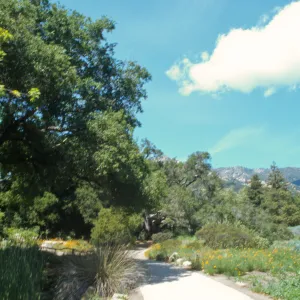 Pavered Path between Meadow & Pond