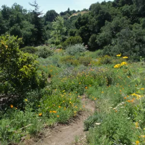 Garden Path in the Meadow