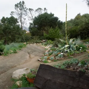 Wood bench along eastern Meadow path, Dudleya (liveforevers) Display